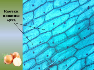 kletka-luka-pod-mikroskopom-bogofi